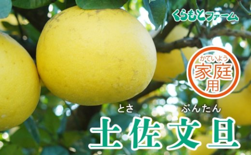 【家庭用】くらもとファームの土佐文旦 3L 10kg 179114 - 愛媛県愛南町