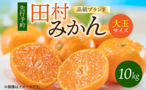 G7052_【2026年11月下旬より発送】高級ブランド 田村みかん 10kg 大玉サイズ 179297 - 和歌山県湯浅町