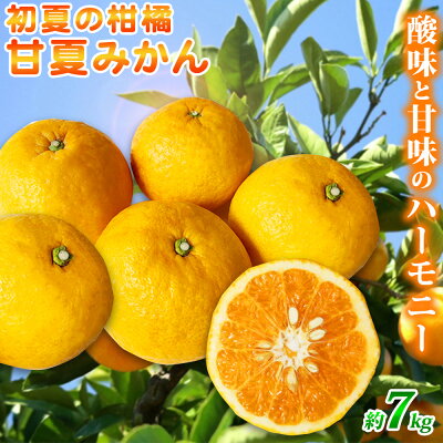 G7075_【先行予約】湯浅産 初夏の柑橘 甘夏みかん 7kg 179830 - 和歌山県湯浅町