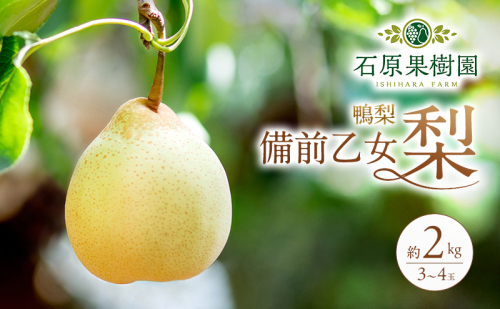梨 2026年 先行予約 備前乙女梨（鴨梨） 3～4玉 合計約2kg【11月下旬～12月中旬頃発送】  ナシ なし 岡山県産 国産 フルーツ 果物 ギフト 石原果樹園 179884 - 岡山県瀬戸内市