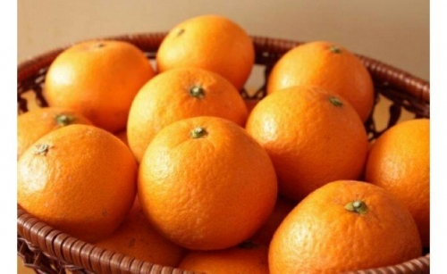 AN6002_【和歌山県有田産】清見オレンジ（M～2Lおまかせ）5kg