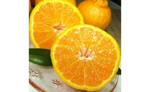 V7431_春みかん「デコ」不知火 [約2.8kg] 湯浅町 田村産 (果実サイズおまかせ) / 紀伊国屋文左衛門本舗 179925 - 和歌山県湯浅町