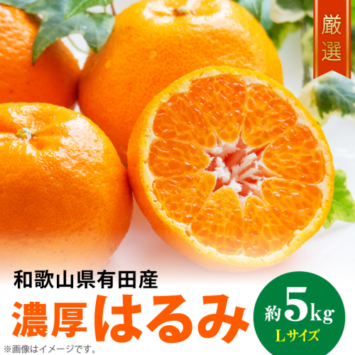 和歌山有田の濃厚 はるみ 5kg (Lサイズ)【ハルミ 春見 ミカン 蜜柑 柑橘 和歌山 有田】_AB6047n 179946 - 和歌山県湯浅町
