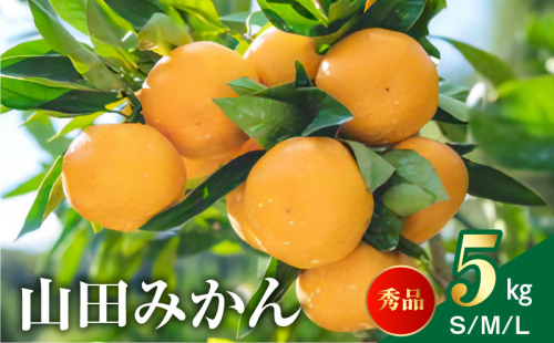 AM6001n_山田みかん 秀品 5kg (S・M・Lサイズいずれかおまかせ) 179970 - 和歌山県湯浅町