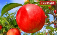 【早期受付！！6kg りんご 12月お届け】（品種、サイズおまかせ：ご自宅向け）