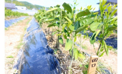 ZE6140_みかん苗木2年生【田口早生】2本セット 180146 - 和歌山県湯浅町