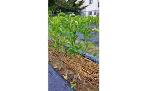 ZE6473_はるみ苗木2年生1本 180153 - 和歌山県湯浅町