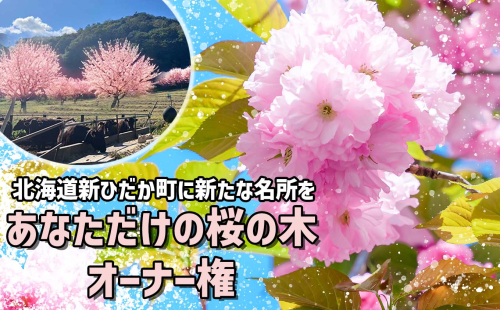 ＜ 北海道 新ひだか町 に新たな 桜 の 名所 を ＞ あなた だけの 桜の木 オーナー 権 八重桜 キャンプ BBQ バーベキュー 三石 まつもと牧場 1801633 - 北海道新ひだか町