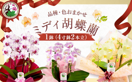 ミディ胡蝶蘭 4寸鉢 2本立 1鉢《品種や色の選択はおまかせ》/ 石原洋蘭園 / 山梨県 中央市 180272 - 山梨県中央市