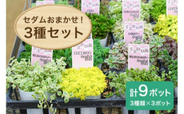 ベランダでももりもり育つ、乾燥や高低温に強い多肉植物の「セダム」。3種類×3ポットの合計9ポットセットです。大きさは7.5cｍポット（2.5号）。品種はおまかせMIXになります。初心者でも育てやすく寄