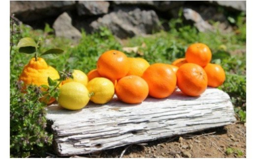 ZS6130n_主井農園 季節のこだわりみのりセット 【訳あり 家庭用】 5kg 180788 - 和歌山県湯浅町