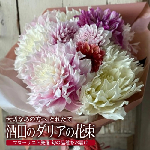 SL0213　とれたて「酒田のダリアの花束」 180853 - 山形県酒田市