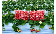 南信州産「冷凍いちご」 1kg（250g×4袋）　ヨッシャア駒ヶ根