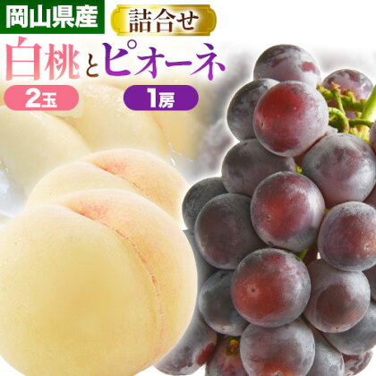 【2026年発送先行予約】岡山産白桃とピオーネの詰合わせ もも 桃 白桃 葡萄 ブドウ ぶどう ピオーネ フルーツ セット 令和7年産先行予約 《2026年7月中旬-8月上旬頃出荷》  晴れの国おかやま館 フルーツ 果物 果実 岡山県 笠岡市 1817631 - 岡山県笠岡市
