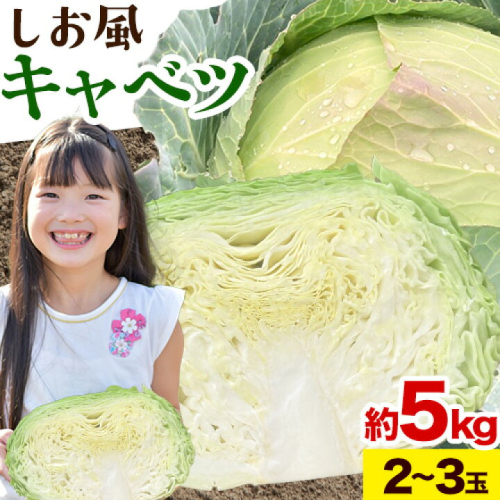 しお風キャベツ 約5kg ( 2～3玉 )《1月中旬-3月末頃出荷》キャベツ 野菜 青果物 岡山県 笠岡市 1818027 - 岡山県笠岡市