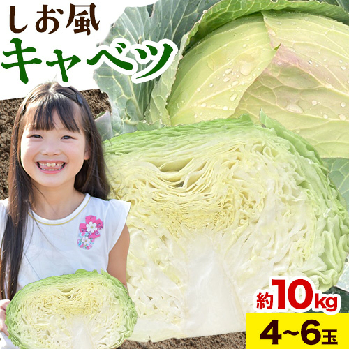 しお風キャベツ 約10kg ( 4～6玉 )《2025年1月中旬‐3月末頃出荷》キャベツ 野菜 青果物 岡山県 笠岡市 1818028 - 岡山県笠岡市