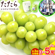 【令和7年度産先行予約】 【3回定期便】マスカット シャインマスカット 約2kg(3～5房)《8月下旬-10月下旬頃出荷(土日祝除く)》たたらみねらる ギフト 糖度18度以上 フルーツ 種無し ぶどう 葡 Y&G．ディストリビューター 岡山県 笠岡市 定期便