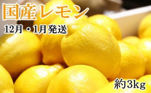 ＊12月・1月発送＊【手選別・産直】紀の川産の安心国産レモン約3kg