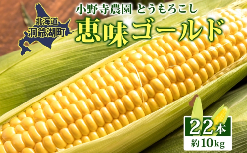 北海道 とうもろこし 恵味ゴールド 約10kg 22本入り 2025年8月11日～31日頃お届け トウモロコシ コーン 甘い 産地直送 BBQ とうきび 国産 人気 バーベキュー 焼きとうもろこし お取り寄せ 北海道産 洞爺湖町  1827918 - 北海道洞爺湖町