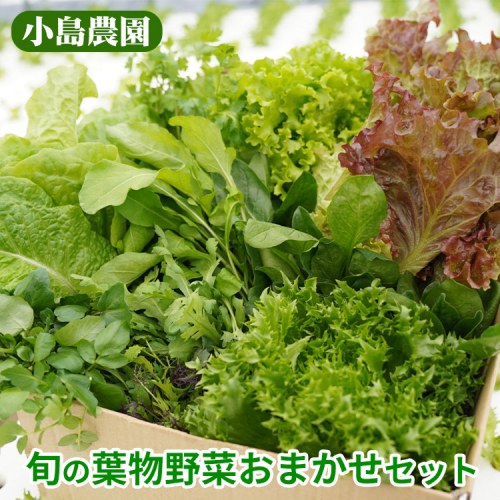 野菜 詰め合わせ リーフレタス サラダ 7種 京都 丹波産 新鮮 旬の葉物野菜セット 小島農園《農薬不使用 京野菜 亀岡産 季節の野菜 産地直送 期間限定 ふるさと納税野菜》 1829403 - 京都府亀岡市