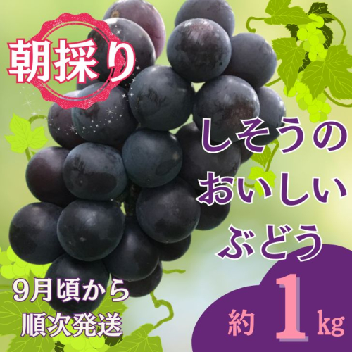 I6【令和7年産　先行受付】しそうのおいしいぶどう　約1kg 183278 - 兵庫県宍粟市