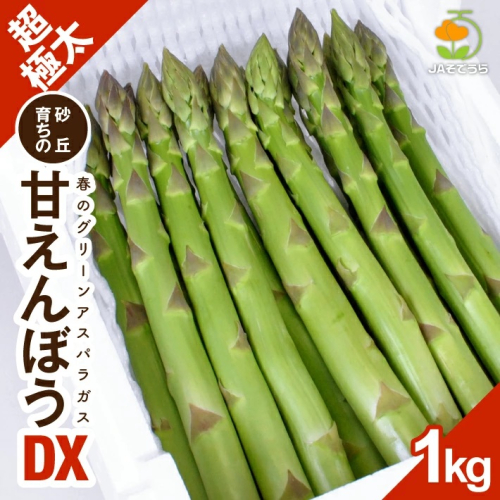 SC0566　グリーンアスパラガス　砂丘育ちの甘えんぼう DX(デラックス)4Lサイズ　1kg 184093 - 山形県酒田市