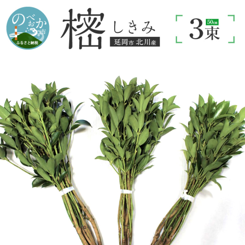 しきみ樒50cm N029-YA0147 184100 - 宮崎県延岡市