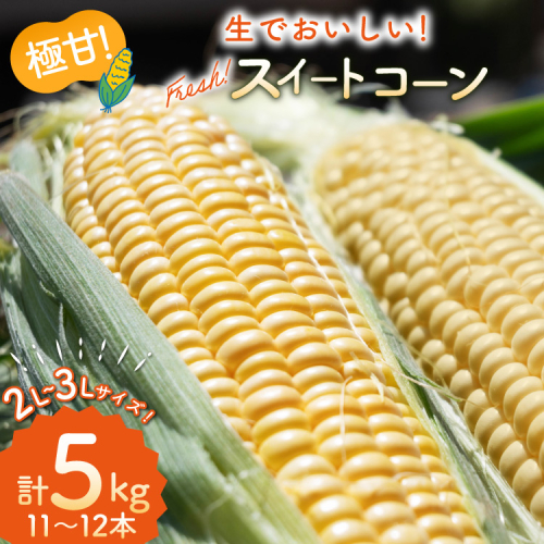 AI207【令和8年度出荷分】とうもろこし スイートコーン イエロー 2L～3Lサイズ 11本～12本 計5kg [ トウモロコシ コーン ゴールドラッシュ 野菜 5キロ さかいさんち SAKAI FARM 長崎県 島原市 ] 1842079 - 長崎県島原市