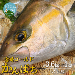 【ふるさと納税】鰤屋金太郎【冷蔵】かんぱちセミドレス1尾約3.6kg〜約4kg N018-YZB919