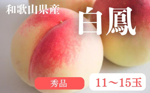 和歌山県産 白鳳 桃 11～15玉入り 秀品 先行予約| 和歌山県 白鳳 フルーツ 果物 くだもの 桃 もも 大玉 モモ ピーチ ギフト お取り寄せ 贈答用 秀 家庭用 自宅用 贈答品 化粧箱入 1850566 - 和歌山県美浜町