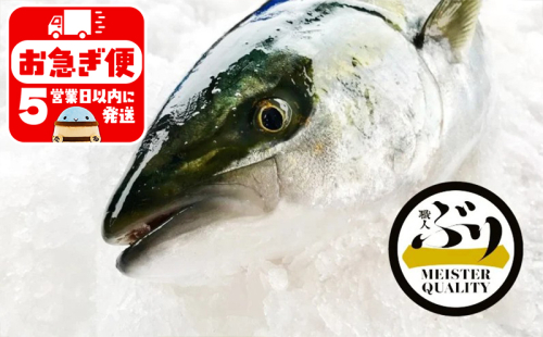 C3-4718／【鹿児島産ぶり】冷蔵・ぶり丸ごと1尾（内臓処理なし） 185489 - 鹿児島県垂水市