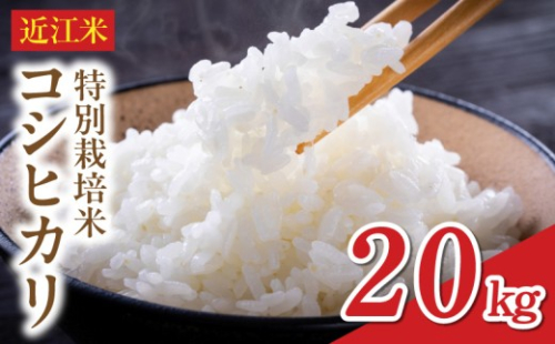 令和8年度産  先行予約  近江米『コシヒカリ』　特別栽培米　20キロ（鮮度保持袋） DT-0005 1859459 - 滋賀県守山市