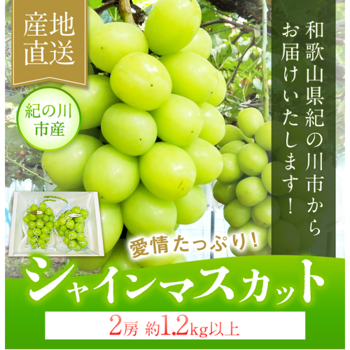 大粒シャインマスカット約1.2kg(600g程度×2) ｍ＆ｎ果実園 《8月末-10月上旬頃より出荷予定》 和歌山県 紀の川市 187073 - 和歌山県紀の川市