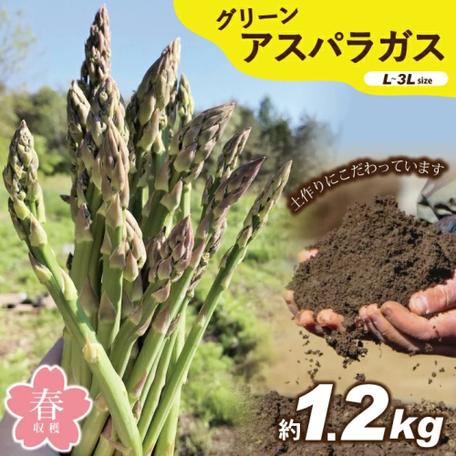 SA2591　庄内のグリーンアスパラガス　約1.2kg(約200g×6束) 187747 - 山形県酒田市