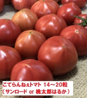 【期間限定】こてらんねぇトマト 14～20粒(約2.5kg・サンロードor桃太郎はるか)(F26)
