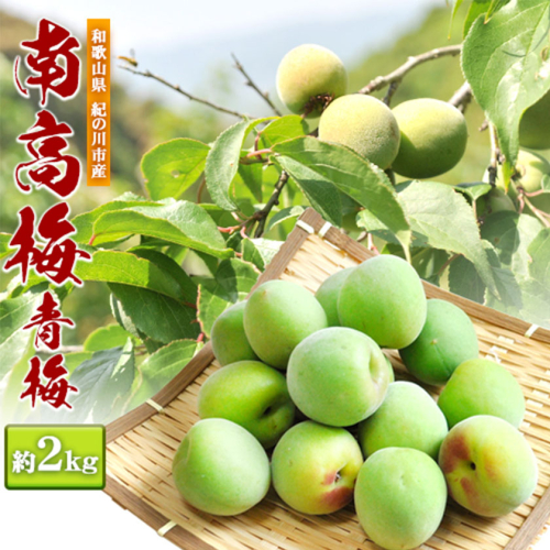 青梅 南高梅 約2kg 和歌山産 産地直送 農家直送 ときわオンライン《2027年5月下旬-7月上旬頃出荷》 和歌山県紀の川市 188088 - 和歌山県紀の川市