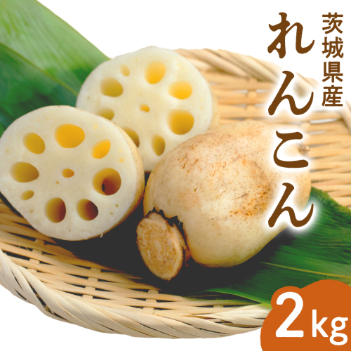 みずほの村市場牛久店 れんこん 2kg 新鮮 野菜 旬 レンコン シャキシャキ お取り寄せ お取り寄せ野菜 蓮根 1882418 - 茨城県牛久市