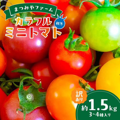 【先行予約】訳あり 宝石のような輝き！カラフルミニトマト 約1.5kg（秋冬）（2026年10月上旬～発送） 1882617 - 京都府京丹後市