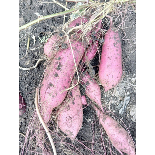 【先行予約】ホクホク美味しい！京丹後産 紅はるか 約1.5kg（土付き）（2026年10月上旬～発送） 1882619 - 京都府京丹後市