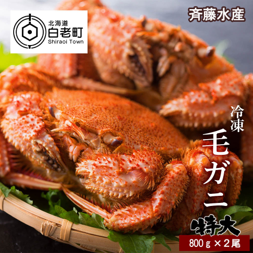 特大サイズ！冷凍毛がに約800g×2尾【斉藤水産】 188726 - 北海道白老町