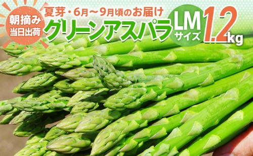 【先行予約】　朝採り直送　夏芽グリーンアスパラガス（LM混合）１.5kg　BT07