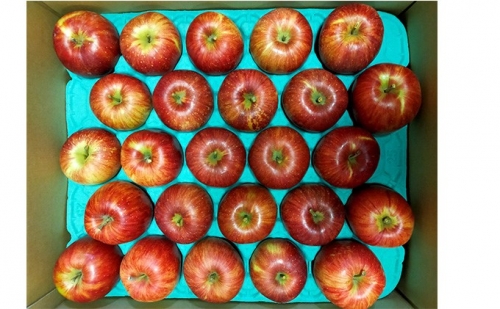 信州小諸産 サンふじりんご 家庭用 まるかじり小玉りんご 約10kg