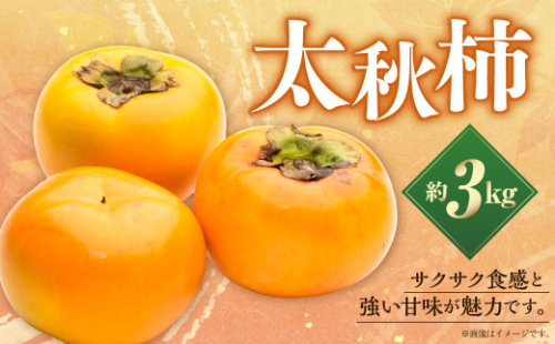 【数量限定】【先行予約】太秋柿 約 3kg 果物 くだもの フルーツ 柿 かき カキ 旬のフルーツ 旬の果物 冷蔵 熊本 熊本市【2026年10月上旬～11月下旬発送予定】