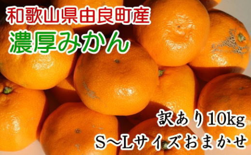 【訳あり・ご家庭用】和歌山由良町産のみかん約10kg（サイズおまかせ）★2025年11月下旬頃より順次発送［TM194］ 189756 - 和歌山県上富田町