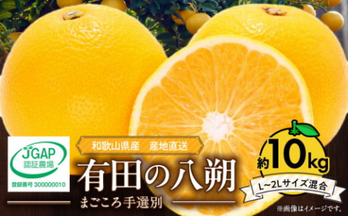 ZE6153n_【2026年先行予約】有田の八朔 (はっさく) 10kg (L～2Lサイズ混合)　まごころ手選別 189812 - 和歌山県湯浅町