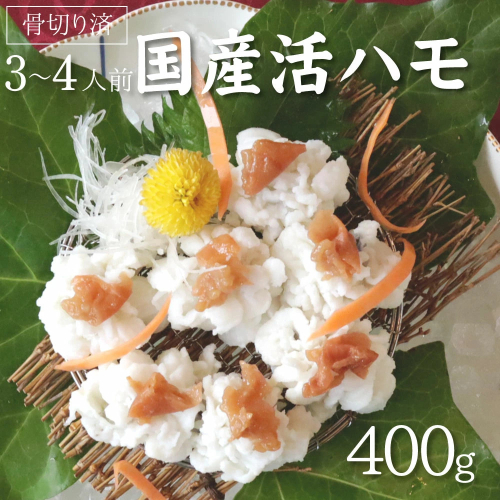 国産 活はも (骨切り済) 400g ( 3人前 ～ 4人前 )【天然 はも ハモ 鱧 鮮魚 皮付き 湯引き はもしゃぶ】_R6009 189862 - 和歌山県湯浅町