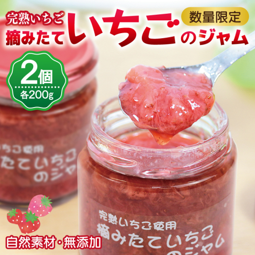 【先行予約】完熟朝摘みいちごのジャム【苺 無添加 自然素材 フルーツ イチゴ 高評価 数量限定】 005A433 190841 - 大阪府泉佐野市