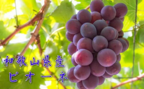 和歌山のピオーネ　約1.2kg(2～3房) ※2025年8月下旬～9月下旬頃発送予定| 先行予約 ぶどう 葡萄 果物 フルーツ 甘い【MS101】 1909299 - 和歌山県那智勝浦町