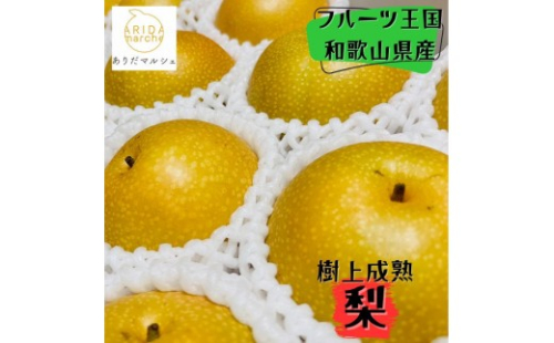 和歌山の樹上成熟梨 約2kg（6～8玉） ※2026年8月上旬～9月中旬頃発送予定| 先行予約 果物 フルーツ 甘い［MS103］ 1909301 - 和歌山県那智勝浦町
