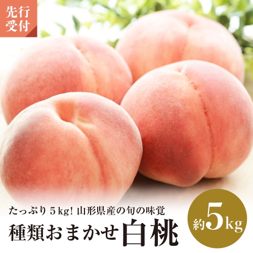 【令和4年産先行予約】山形県産種類おまかせ白桃5kg 190943 - 山形県河北町